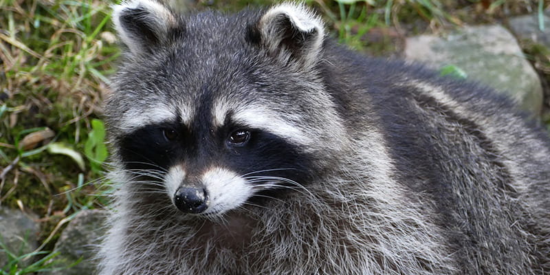 Pittsburgh Raccoon Removal